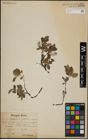 Foto von Salix herbacea L. x Salix lapponum L.